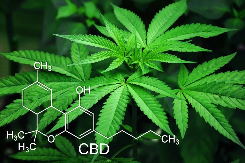 Cannabis leaf plant with CBD molecular structure diagram overlay showing chemical formula